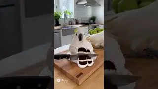 Настоящие кот и какаду в шоке от гиперреалистичных тортов-двойников! 😂 | Забавные реакции питомцев