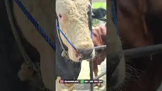 kontes sapi super 1 ton up @KandangBTM