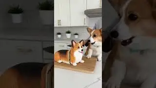 Dog&rsquo;s Reaction After Seeing His Cake Clone Get Sliced 😱🐕🎂  #shorts  #funny  #catvideos