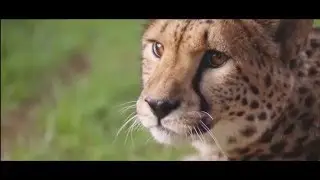 Jamala Wildlife Lodge - Canberra  60s TV ad