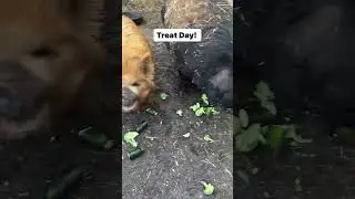 Our farm animals enjoying some treats.
