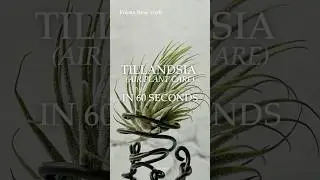 Tillandsia Tips & Tricks by Focus New York