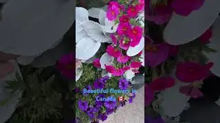 Beautiful flowers in Canada 🇨🇦