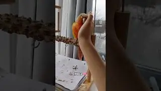 I love 💕 #greencheekedconure #petparrot #petbird #cutebird #cuddly #bond #love