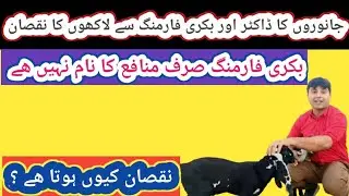 (1034) Неудача и убытки в бизнесе по разведению коз/Разведение коз