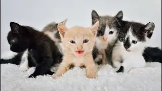 Cuteness Overload! Kittens Play with Bunny Rabbits, Baby Pups, Little Cows & Mice