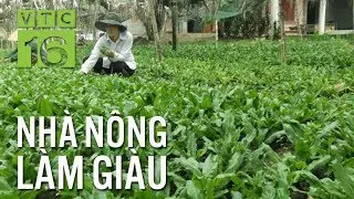 Mẹo giúp rau mùi tàu lớn nhanh như thổi | VTC16