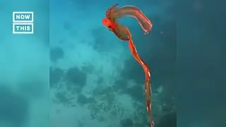 Rare Octopus Caught on Camera #Shorts