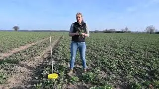 Live vom Acker – Tipps und Tricks aus den Regionen: Insektizide und Blattdünger im Raps