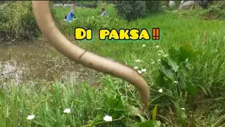DI PAKSA ‼#
