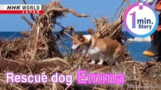 Compact Corgi is a rescue proーNHK WORLD-JAPAN NEWS