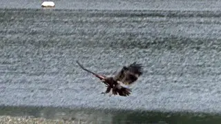 Young Bald Eagle Siblings Eating before the storm