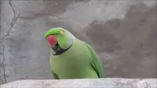 COMMON BIRDS OF CAUVERY DELTA 16 INDIAN RING NECK RARROT