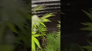 Inicio y fin de flora dos hermosas etapas 🥹🍀