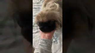 #cat #speakpug #puppy #triggersforsleep #dog #pug #kitten #funny #pets #animals #mypug #funnycats