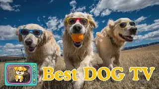WILDLIFE FOR DOGS: Endless Stream of Happy Pups - Best Dog Entertainment Video