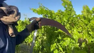 Organic Vineyard Maintenance - The Scythe