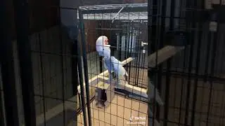Pappagallo pazzo senza piume