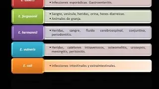 Dominio Bacteria: Phylum Proteobacteria 26 - Gammaproteobacteria - Enterobacteriaceae -Escherichia