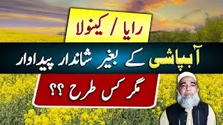 How to get higher yield of Raya / Canola without irrigation || Crop Reformer