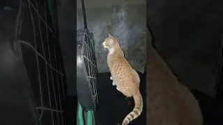 #catvideos #funnycats #shortvideo #cats #catshorts #kitten #catlovers #shorts #kitty #meow #viral