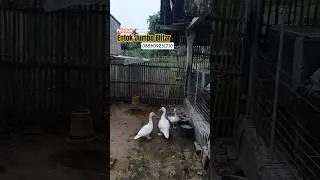 GARCEP temen-temen‼️usaha rumahan paling dicari #entok #duck #bebek