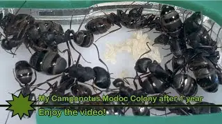 1 year Update on my large Camponotus Modoc colony.