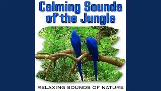 Jungle Birds and Small Creatures Tranquil Voices (Nature Sound)