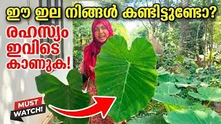 വീട്ടമ്മയുടെ ചീരച്ചേമ്പ് വിളവെടുപ്പും തോരൻ ഉണ്ടാക്കലും കണ്ടാലോ 👌🏻