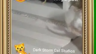 Pixel and Gingerpaw Tumble Around / Dark Storm Cat Studios
