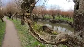 Wandeling in de Rhoonse Grienden waar de knotwilgen hun hoofdrol spelen Rhoon