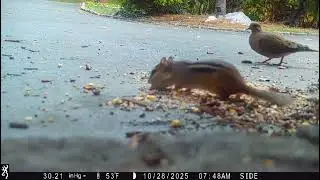 Chipmunk Feeding