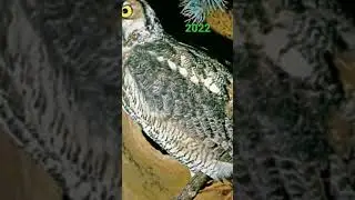 2022 Owl vs 4000 bce Owl 🦉//Mythical//old to new//#shorts