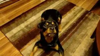 Awesome rottweiler tricks!!