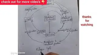 Simple nitrogen cycle flowchart.