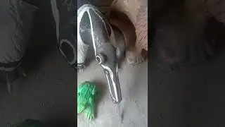 animais de cimento