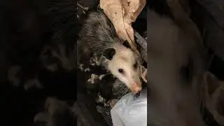 Opossum removal / opossum rescue in palos verdes