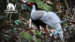 Discover THAILAND'S Most STUNNING Rainforest Birds