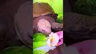 Eating at Full Speed #eating #turnip #pets