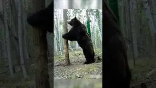 КРУПНЫЙ САМЕЦ ПРИШЁЛ К ПРИМАНКЕ. #медведь  #фотоловушка