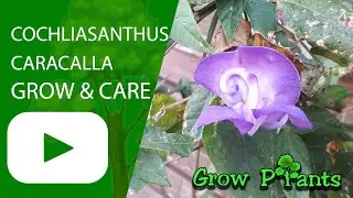 Cochliasanthus caracalla - grow & care (Snail vine)