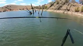 Burrinjuck dam yellow belly 2 in 2 minutes  🎣🔥#yellowbelly #fishing #freshwaterfish 