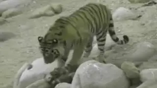Tiger Attack Bear , Tiger Vs Bear Fight to Death