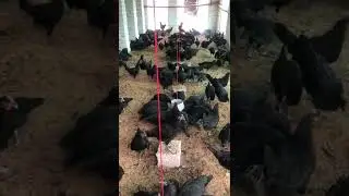Pure Australorp