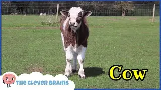 🐄 REAL FARM ANIMALS NAME AND SOUND | FARM ANIMALS WITH REAL SOUNDS FOR BABIES AND TODDLERS |