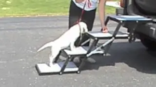 Pet Loader - Training Your Dog