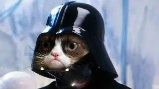 Cats and Kittens Meowing Song - Star Wars Imperial March