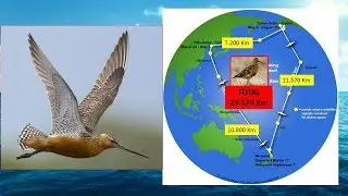 QUAL AVE CONSEGUE FICAR MAIS TEMPO NO C&Eacute;U SEM POUSAR? VEJA A CAMPE&Atilde; DE VOO ENTRE GRANDES DIST&Acirc;NCIAS!