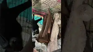 *Spectacled Flying Foxes* giving birth