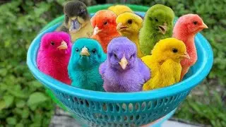 Funny Colourful Chickens, Rainbow Chickens, Cute Chickens,Duck,Rabbit, Animal Cute
